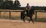 Eventing or Jumping on HorseYard.com.au (thumbnail)
