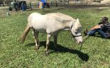 White Gelding Pony  on HorseYard.com.au (thumbnail)