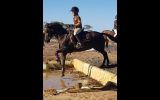WYNARA FOXY LADY- GENUINE RARE GEM- ULTIMATE UNICORN KIDS WILL LOVE HER AS WILL PARENTS on HorseYard.com.au (thumbnail)