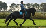 KFPS Friesian Yearling . on HorseYard.com.au (thumbnail)