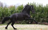 Cute /Black Friesian Horse (Registered) . on HorseYard.com.au (thumbnail)