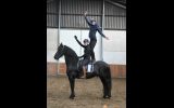 Super Nice Registered Friesian Blood Horse Gelding, Rides and Drives on HorseYard.com.au (thumbnail)