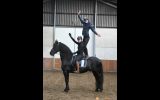 Friesian horse Elijah for sale. on HorseYard.com.au (thumbnail)