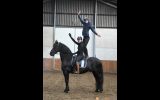 Fantastic Friesian mare horse . on HorseYard.com.au (thumbnail)