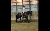 Registered Friesian Sport Horse Mare Rides Drives Very Gentle Quiet . on HorseYard.com.au (thumbnail)