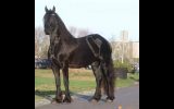 Registered Friesian Sport Horse Mare  . on HorseYard.com.au (thumbnail)