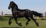 Bente is a very interesting 2 years old Friesian mare with full paper.  on HorseYard.com.au (thumbnail)