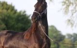 Bente is a very interesting 2 years old Friesian mare with full paper.  on HorseYard.com.au (thumbnail)
