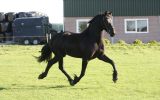 Super Fancy, Stylish, and Rare Colored Steel Black Friesian Horse . on HorseYard.com.au (thumbnail)