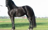 Super Nice Registered Friesian Sport Horse Mare, Rides and Drives, Quiet Natured on HorseYard.com.au (thumbnail)