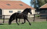 Black Friesian Horse Mare . on HorseYard.com.au (thumbnail)