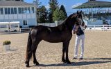 Sweet Black Friesian Horse Mare . on HorseYard.com.au (thumbnail)