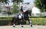 Dapple Black Mare in Foal To Friesian Sport horse . on HorseYard.com.au (thumbnail)