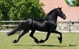 Beautiful pregnant mare in foal of Alwin 469 . on HorseYard.com.au (thumbnail)