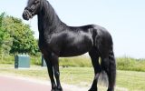 Summervibes! Very luxury 2 year old Friesian mare. on HorseYard.com.au (thumbnail)