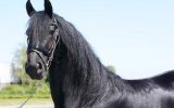 Summervibes! Very luxury 2 year old Friesian mare. on HorseYard.com.au (thumbnail)