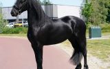 Super Gentle, Professionally Trained Black Registered Friesian Sport Horse . on HorseYard.com.au (thumbnail)