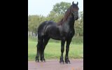 Abe is a very beautiful 4 years old Friesian stallion with a great character! on HorseYard.com.au (thumbnail)
