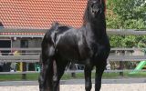 Aise is a very beautiful 4 years old Friesian stallion with great movements. on HorseYard.com.au (thumbnail)
