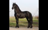 Arjen is a very beautiful 4 years old Friesian stallion. on HorseYard.com.au (thumbnail)