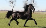 Beent is a beautiful 3 years old Friesian stallion . on HorseYard.com.au (thumbnail)