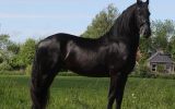 Chrytzen is a very nice stallion with good movements. on HorseYard.com.au (thumbnail)