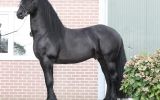 TALL ELEGANT IMPORTED ALWIN YEARLING . on HorseYard.com.au (thumbnail)