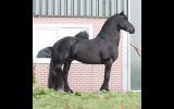 Derk is a beautiful 11 years old Friesian dressage stallion with great movements. on HorseYard.com.au (thumbnail)