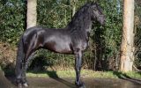 Stunning Looking Friesian Stallion . on HorseYard.com.au (thumbnail)