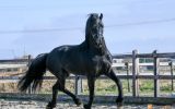 Registered Friesian Sport Horse Dressage/Trail on HorseYard.com.au (thumbnail)