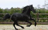  Tall, First Premium As A Foal. on HorseYard.com.au (thumbnail)