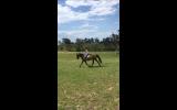 Perfect Pony Club Mount  on HorseYard.com.au (thumbnail)
