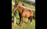 15hh Moresian QH cross  on HorseYard.com.au (thumbnail)