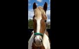 Clydesdale x stock horse on HorseYard.com.au (thumbnail)