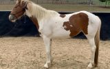 Clydesdale x stock horse on HorseYard.com.au (thumbnail)