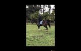 great project or broodmare on HorseYard.com.au (thumbnail)