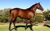 OTT 4 y/o mare  on HorseYard.com.au (thumbnail)