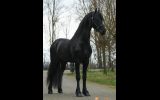 Bay Friesian Sport Horse Gelding - Available . on HorseYard.com.au (thumbnail)