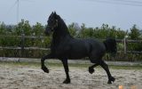 Black Registered Friesian Sport Horse Gelding - Available . on HorseYard.com.au (thumbnail)