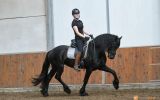 5Yrs Old Registered Black Friesian Sport Horse Trail, Ranch, and Driving Gelding on HorseYard.com.au (thumbnail)
