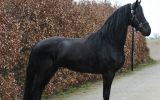 Friesian, Trail Horse, Safe/Gentle! on HorseYard.com.au (thumbnail)