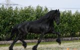 Friesian Sport horse Black Gelding 16HH Dressage/Ranch/Athletic/English/Western on HorseYard.com.au (thumbnail)