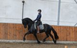 Good Looking Friesian Sport horse Black Gelding 16HH Dressage/Ranch/Athletic/English/Western on HorseYard.com.au (thumbnail)