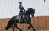 Beginner Friendly Friesian . on HorseYard.com.au (thumbnail)