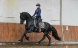 Stunning Friesian Gelding Horses For Sale . on HorseYard.com.au (thumbnail)