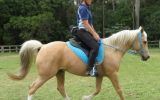 Awesome movement on HorseYard.com.au (thumbnail)