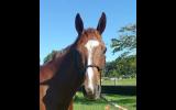 Arabian warmblood gelding on HorseYard.com.au (thumbnail)