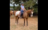 Fun, ready to ride alrounder on HorseYard.com.au (thumbnail)