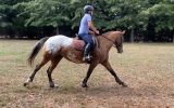 Fun, ready to ride alrounder on HorseYard.com.au (thumbnail)