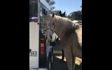 Lovely Palomino Mare on HorseYard.com.au (thumbnail)